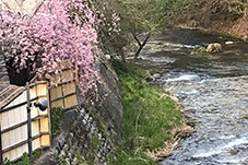 湯西川温泉　本家伴久の桜
