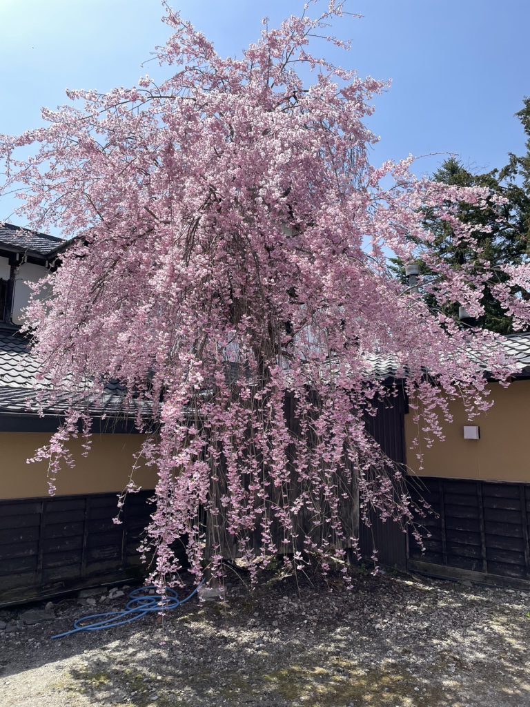 湯西川温泉・本家伴久の枝垂れ桜
