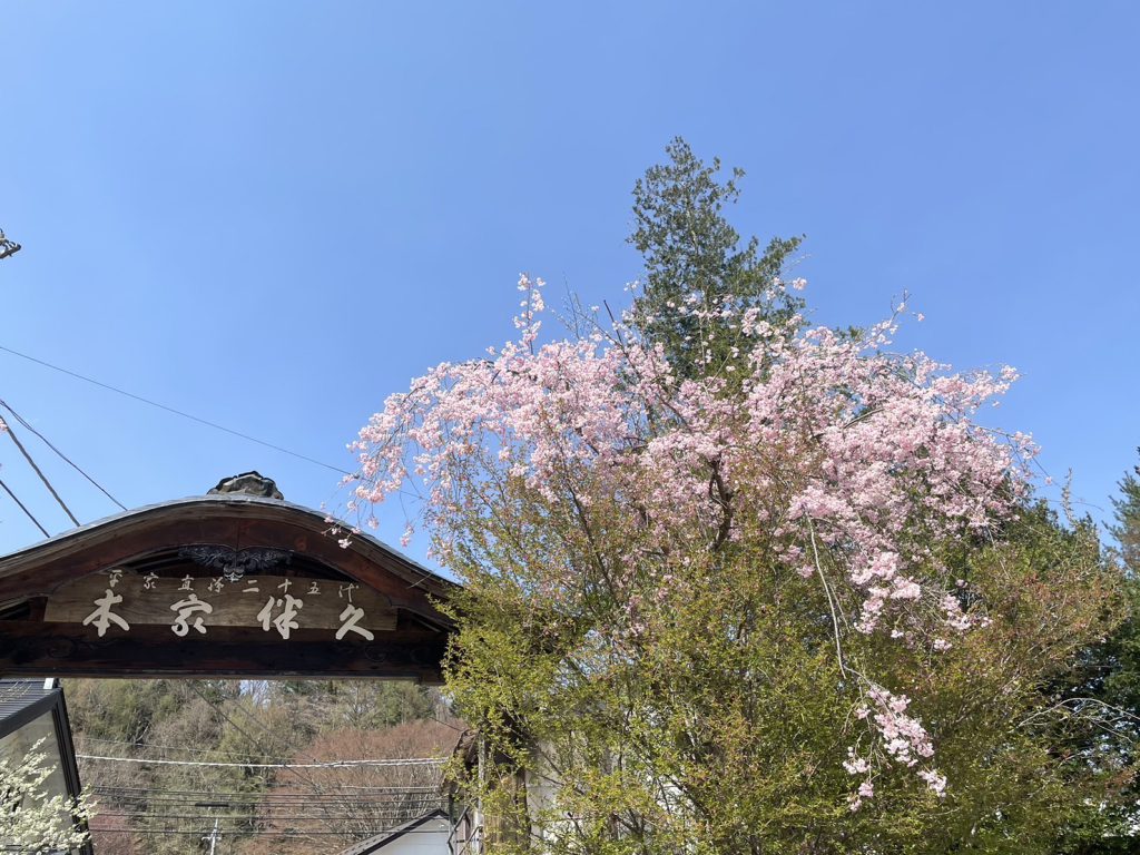 湯西川温泉・伴久の桜