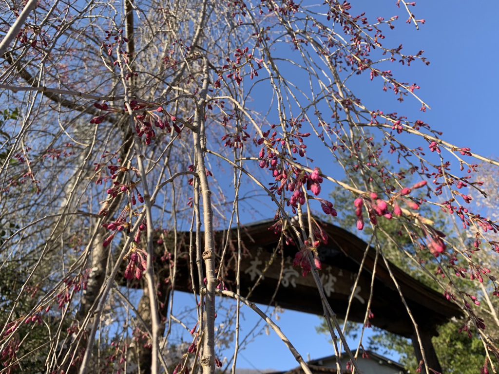 湯西川温泉　本家伴久の桜の蕾