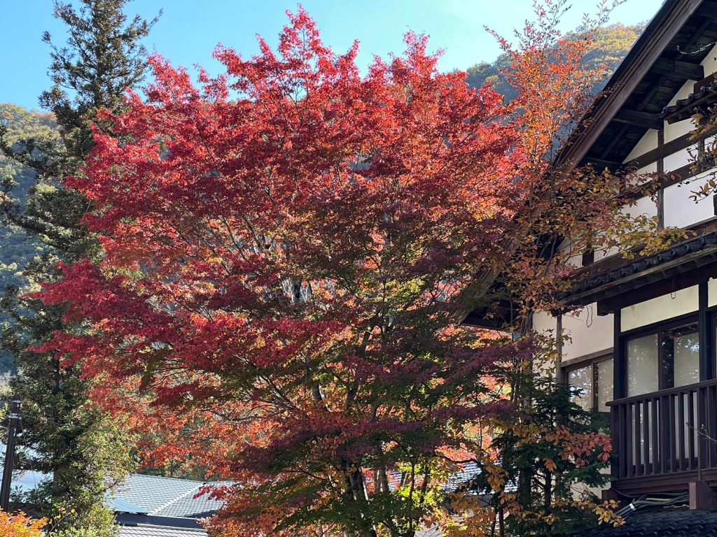 湯西川温泉の紅葉、本家伴久