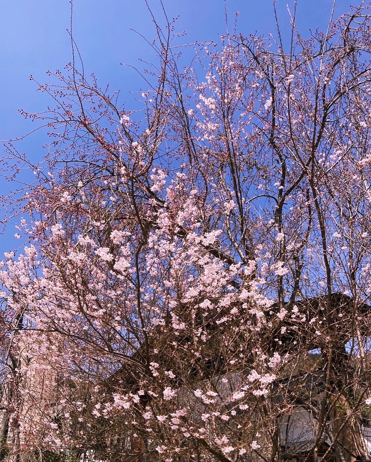 伴久枝垂れ桜