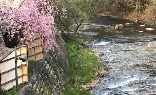 日光湯西川温泉　本家伴久 貸切露天風呂と桜